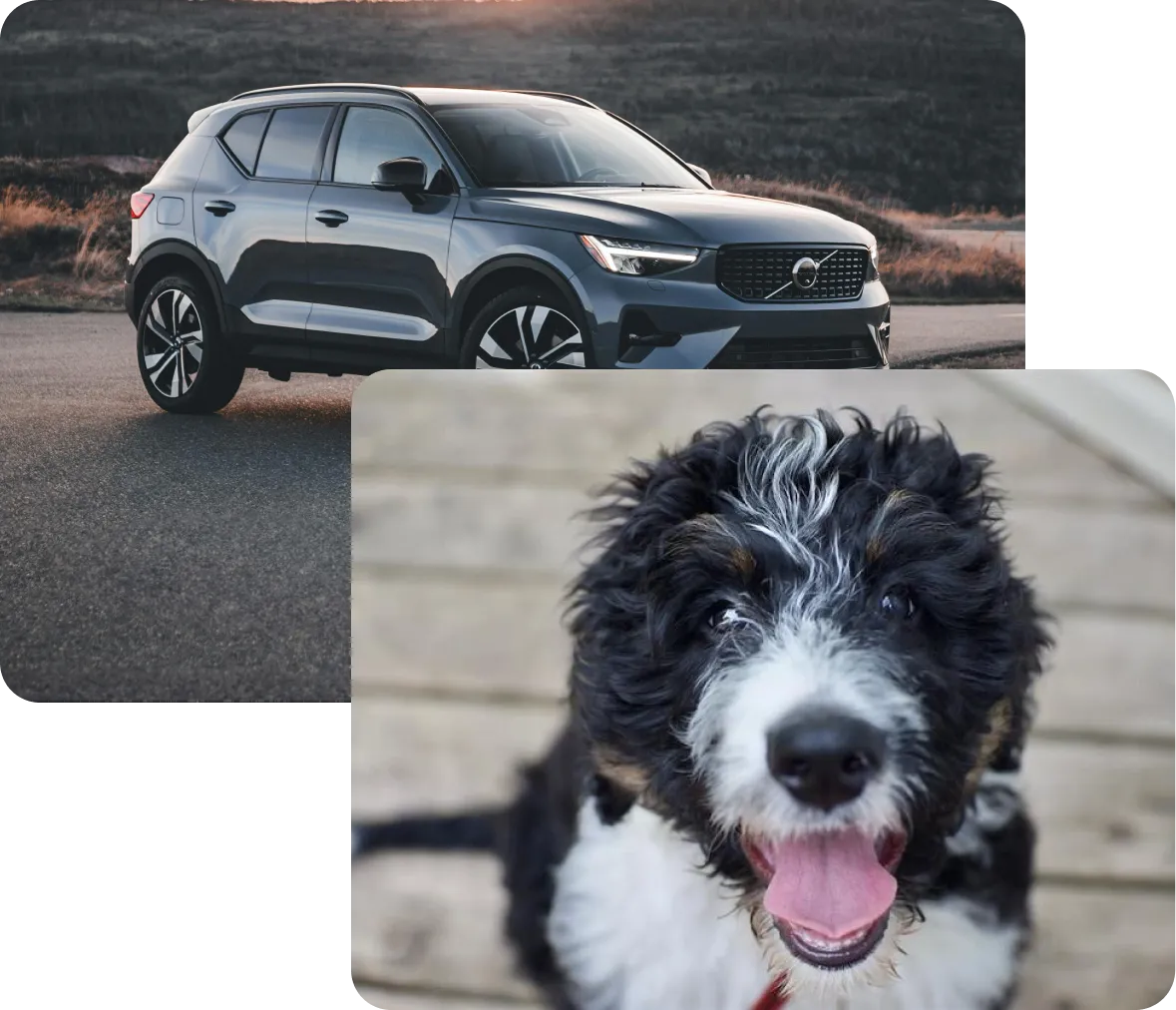 A Winston rental car, and Winston the dog the company is named after